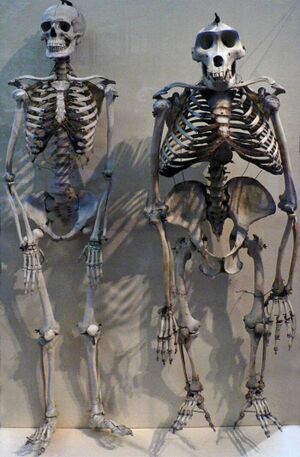 Zmogus ir gorila skeletai.jpg
